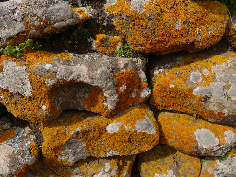 Lichene genere Xantoria su pietre di muri a secco