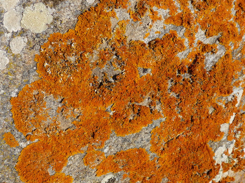 Lichene su roccia Genere Xanthoria