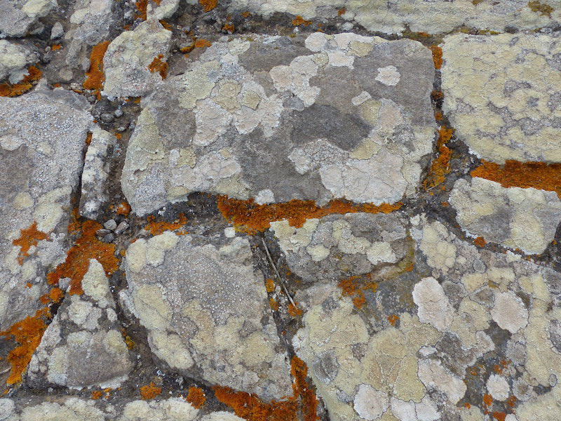 Licheni su pietre di muri a secco