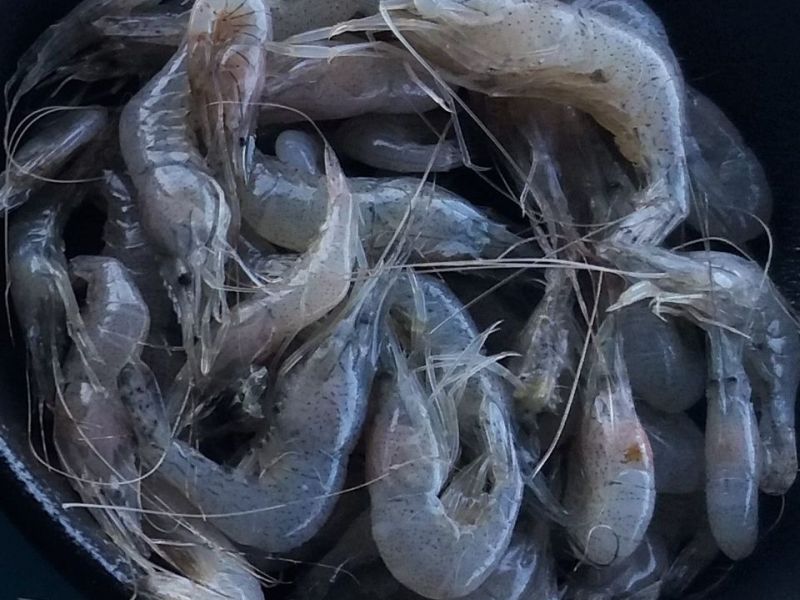 Schie or lagoon shrimps