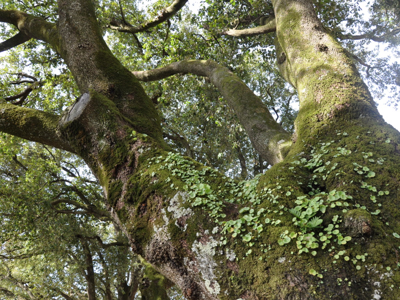 Gli alberi secolari sono ambienti complessi, unici