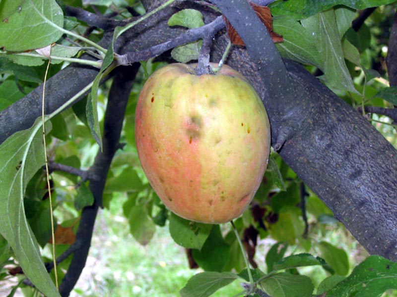 Pomme du Monferrato