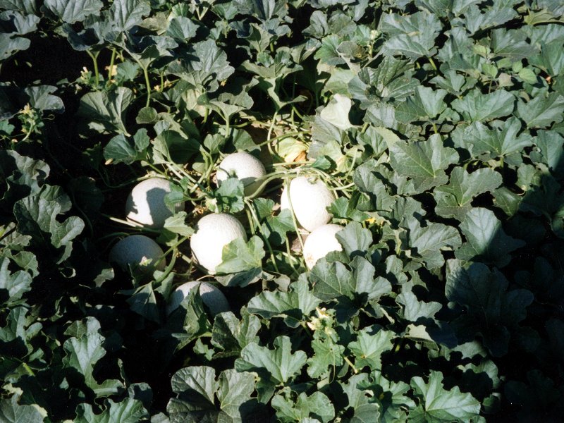 Melons d'Isola Sant'Antonio