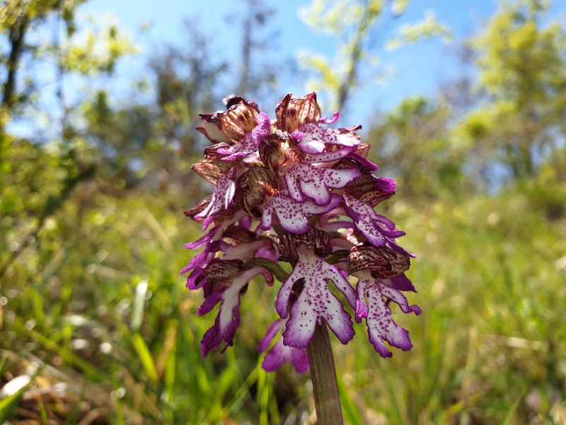 The orchids of Bric Montariolo