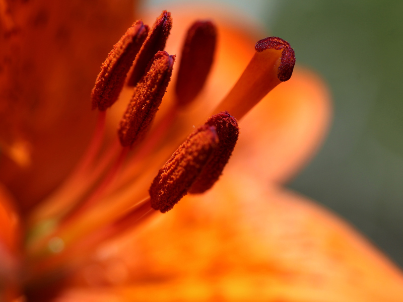 Concorso fotografico Scatta la Riserva: Ovunque proteggi (Lilium bubiferum subsp. croceum)