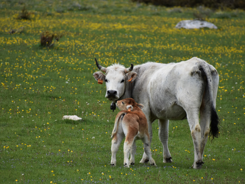 Concorso fotografico Scatta la Riserva: Mucca e vitellino