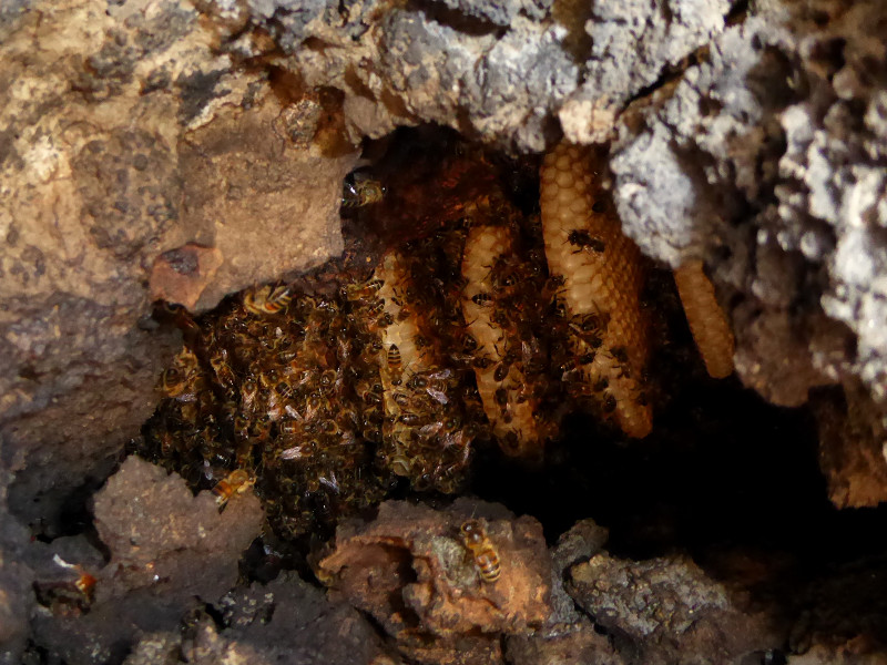 Unmanaged colony of Apis mellifera settled inside a natural cavity in the vulcanic stone in Pantelleria