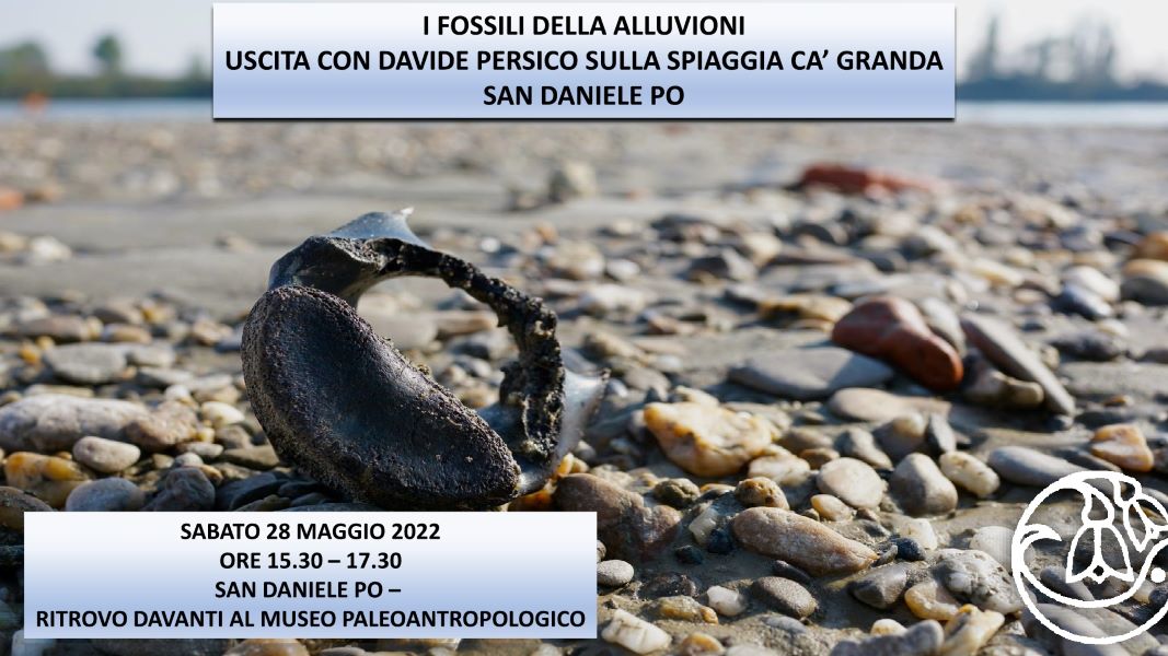 I fossili delle alluvioni. Uscita sulla spiaggia Ca' Granda con Davide Persico