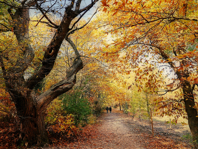 Sentiero del Monte Venda in autunno