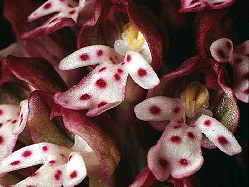 Orchis ustulata, Orchide bruciacchiata