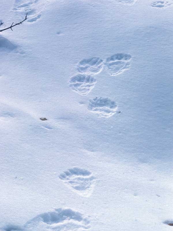 Tracce di orso sulla neve