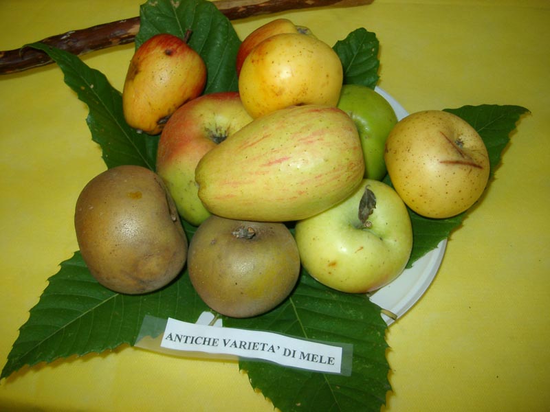 Anciennes variétés de pommes