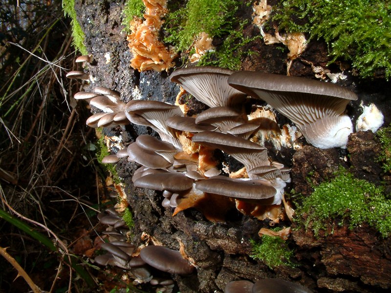 Un giorno da Micologo (i funghi delle radure, i funghi dei boschi e del legno)