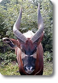 Bongo antelope