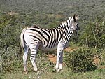 Zebra Burchells