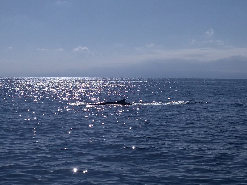 Pelagos: il Santuario dei Cetacei