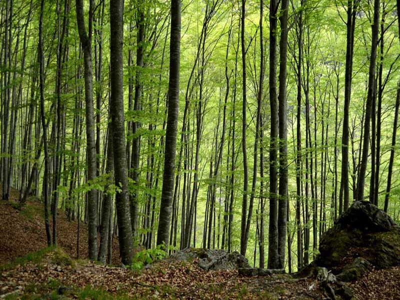 Alberi, foreste, legno: a scuola di gestione forestale nel Parco