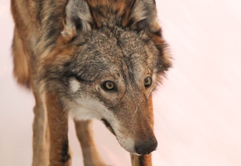Il ritorno del lupo. Grandi predatori e valore ecologico