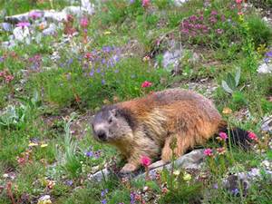 Ambienti naturali d’alta quota… avvistamento marmotte 