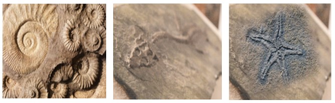 Fossili: calchi e impronte… sulle orme di Stoppani