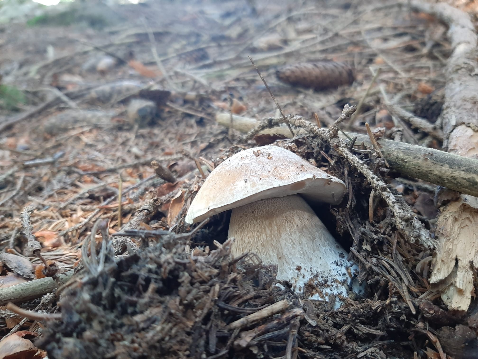 Alla scoperta del Mondo dei Funghi: Biodiversità fungina!! - Territorio, Scuola a Cielo Aperto