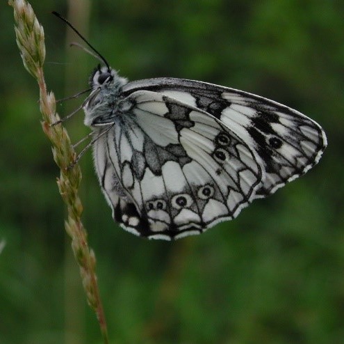 Butterflywatching: il mondo segreto dei lepidotteri