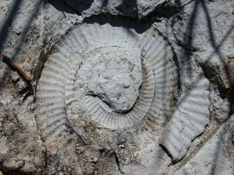 Ammonite M. Pellecchia