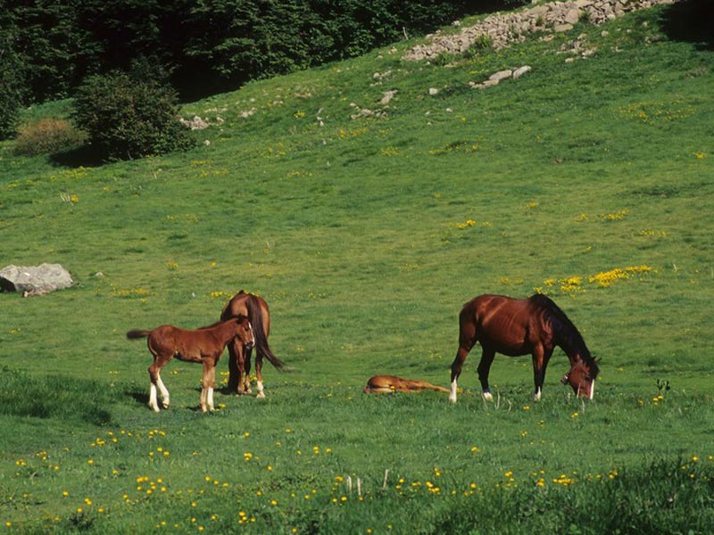 Pferde an den Quellen des Secchia