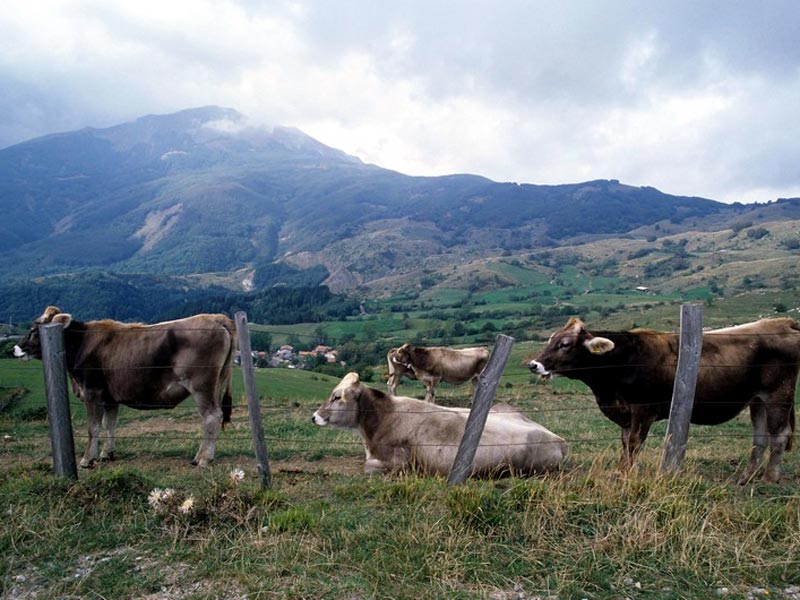 Kühe auf den Weiden von Valbona