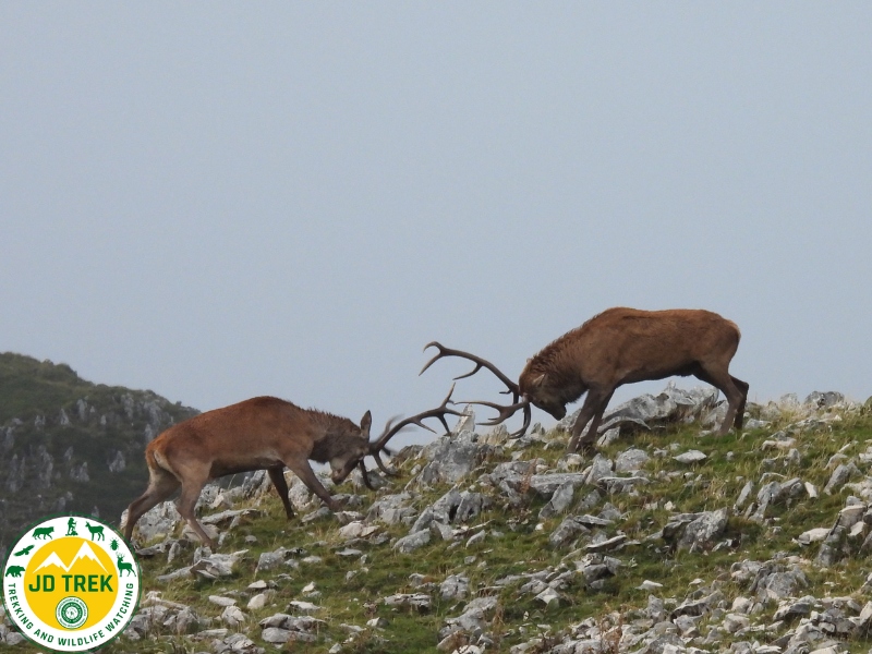 In the meadows of the red deer: the ritual of love between roars and fights