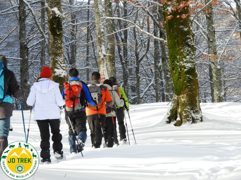 Great ring of the Forca d'Acero Forest with snowshoes