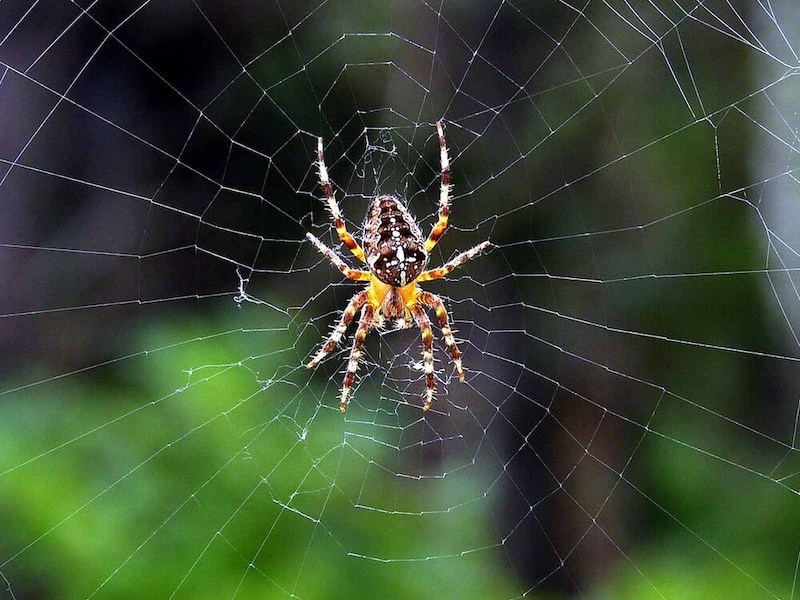 Spiders are not insects! – conference