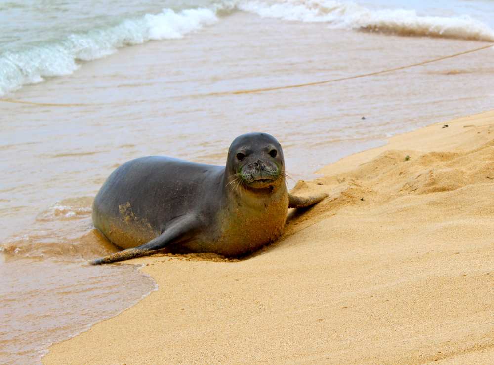 The monk seal in the Tuscan Archipelago: past and present