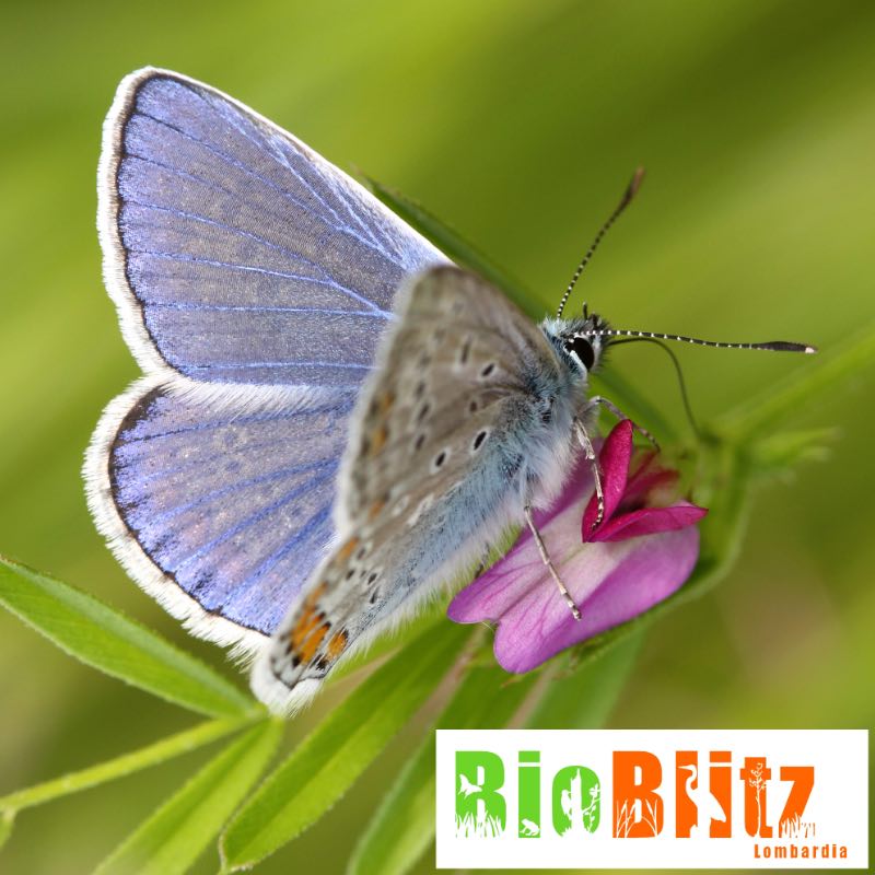 Bioblitz - Giornata Ecologica