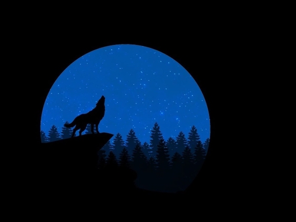Notte da lupi: chiacchiere e ululati nel bosco