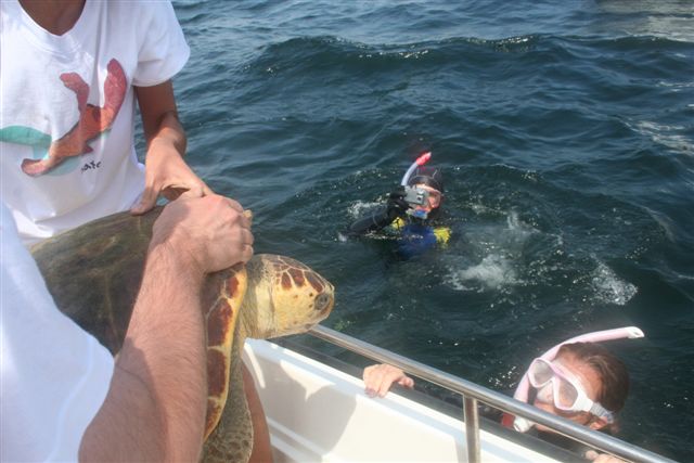 Rilascio in mare di una tartaruga salvata dal freddo