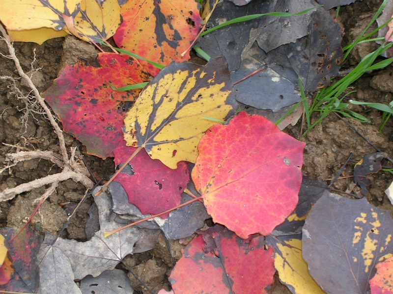Foliage, sinfonia dei colori d'autunno