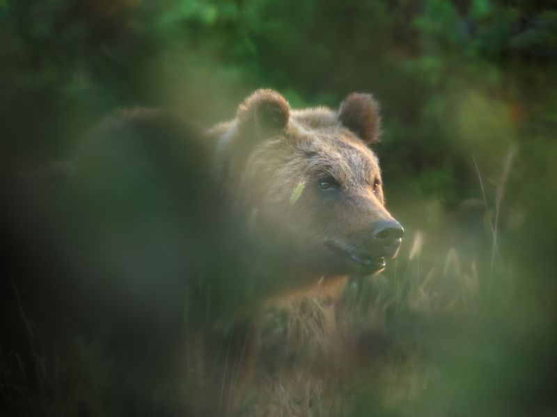 Uccisione dell'orsa Amarena: aggiornamenti dal campo e la delibera del Consiglio Direttivo