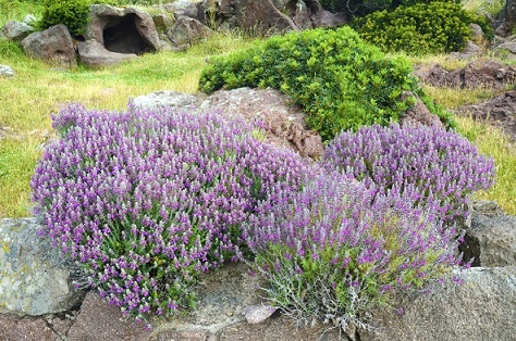 Il bello e il buono delle piante di Capraia - domenica 7 maggio