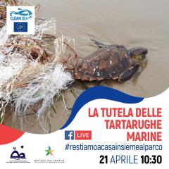 Tutela delle tartarughe marine, continua la campagna #restiamoacasainsiemealparco Nazionale dell'Asinara e AMP