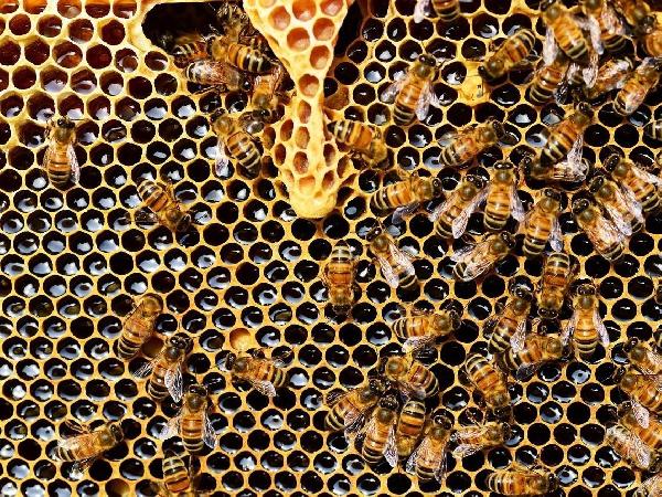 Parco del Circeo, una settimana dedicata alle api