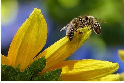 Il Parco del Circeo celebra le api con una sezione del Museo Naturalistico 
