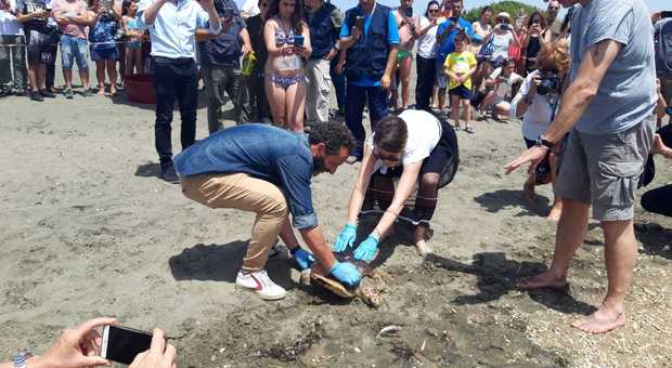L'emozionante liberazione di due tartarughe sulla spiaggia di Latina