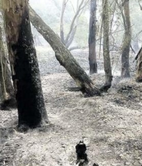 Litorale in fiamme. Allarme per il Parco nazionale del Circeo