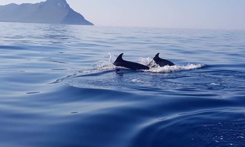 Il banco di venti delfini immortalato a Sabaudia