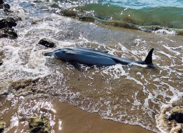 Delfino spiaggiato, forse fatale il «fattore umano»
