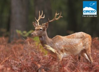 Biodiversità a rischio nella Foresta Demaniale del Circeo, l’Ente Parco attuerà il piano di gestione del daino