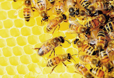 Fitofarmaci, api sotto la lente