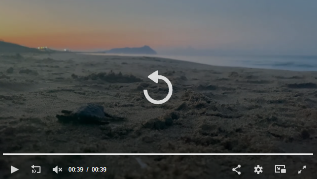 Continuano le emersioni delle tartarughe Caretta caretta sulle spiagge del Parco Nazionale del Circeo