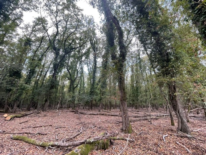 Entra nel vivo la fase operativa del Piano gestionale di controllo del daino “Obiettivo: salvaguardare la biodiversità della foresta demaniale del Circeo”